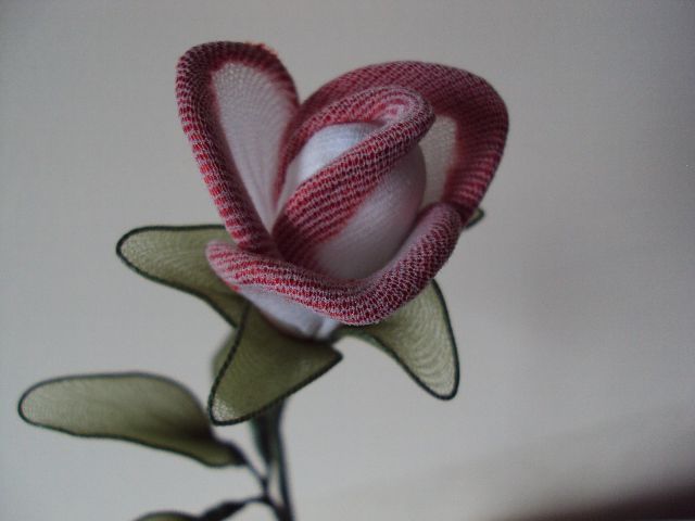 Vrtnica belo - rdeča - foto povečava