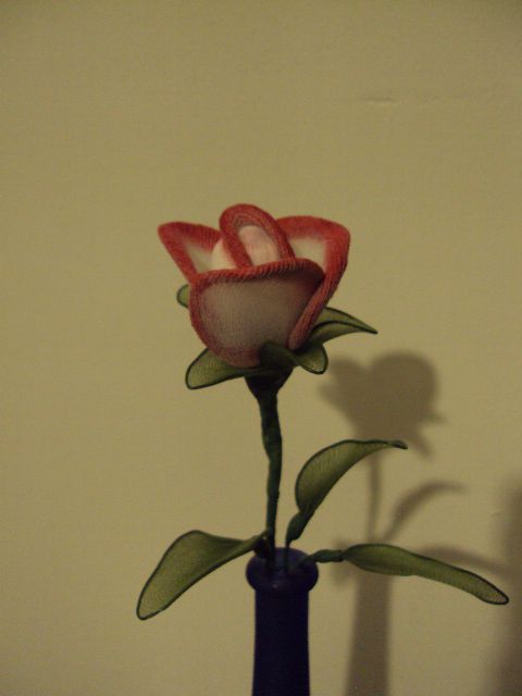 Vrtnica belo - rdeča - foto