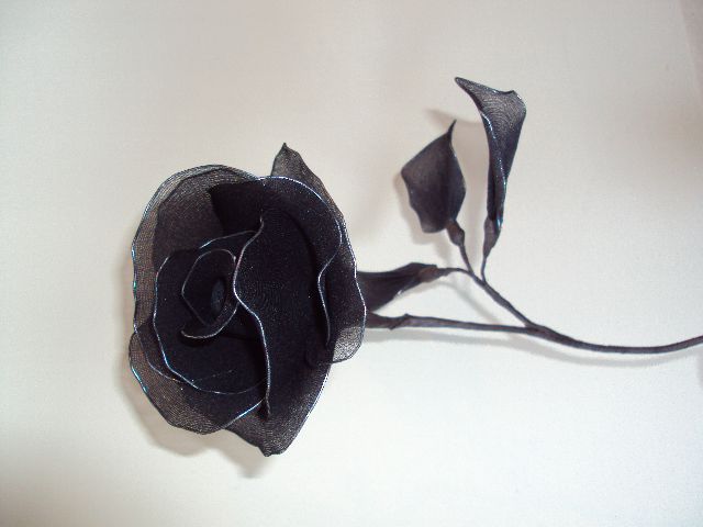 Dark rose - foto