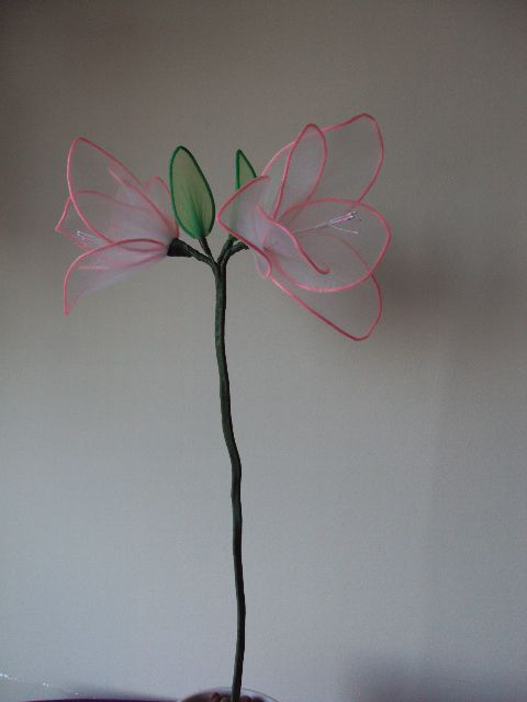 Amarilis roza - foto povečava