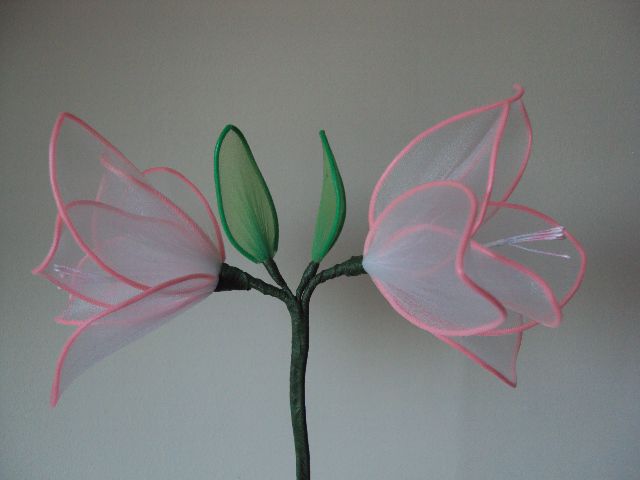Amarilis roza - foto