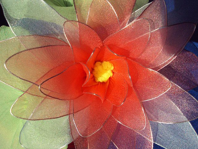 Lotosov cvet rdeč - foto povečava