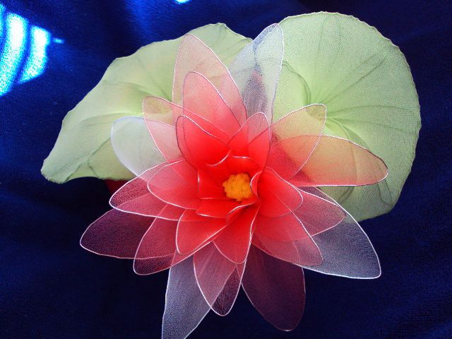 Lotosov cvet rdeč - foto