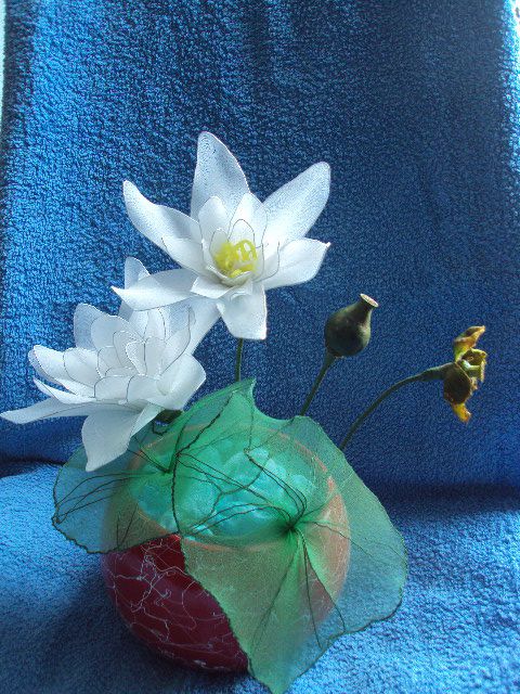 Lotosov cvet - bel - foto