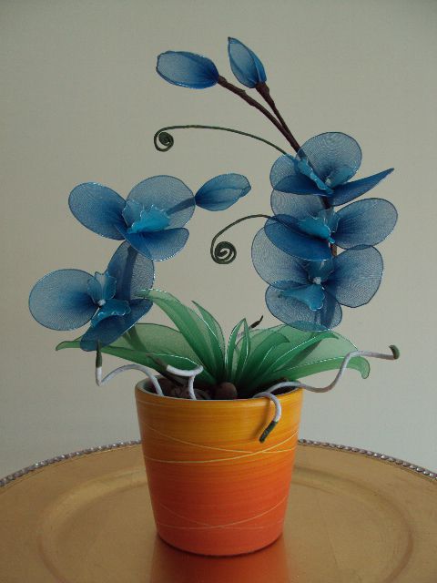 Orhideja modra - foto povečava