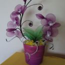 Vijolična orhideja2