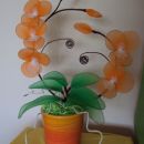 Oranžna orhideja