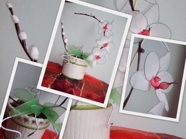 Bela orhideja phalaenopsis ga. bojana - foto