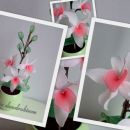orhideja dendrobium bela
