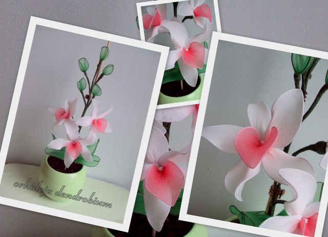 Orhideja dendrobium bela - foto