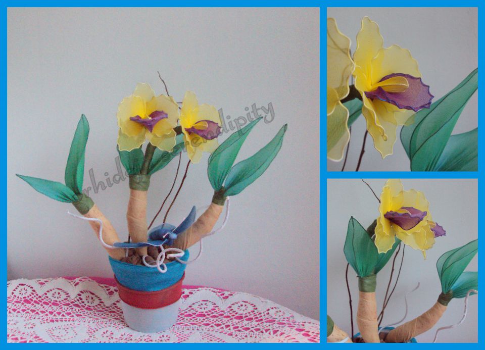 Orhideja serendipity rumena - foto povečava