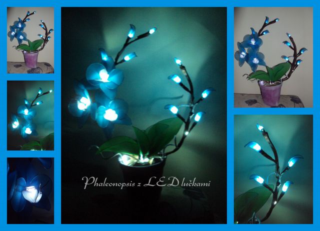 Phalaenopsis modra z led lučkami - foto