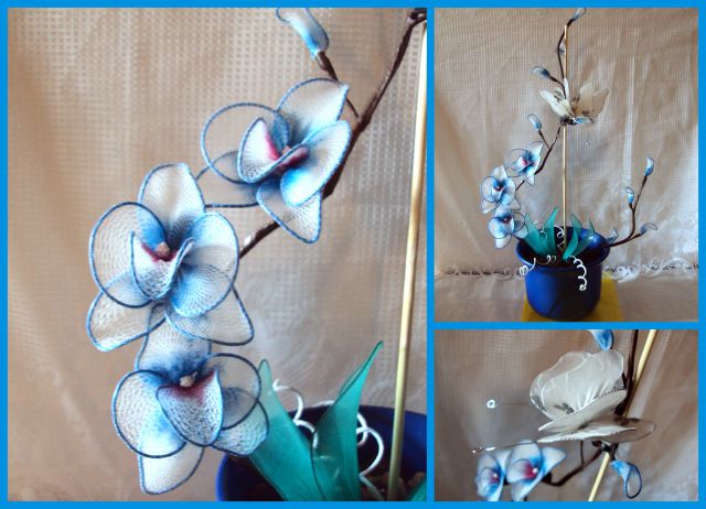 Orhideja z modro obrobo - foto