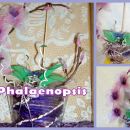 Phaleonopsis lila