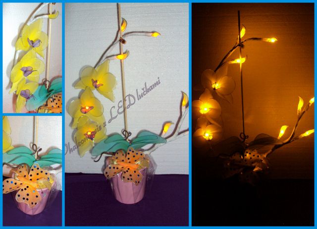 Phaleonopsis rumen z LED lučkami - foto