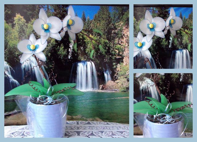 Orhideja belo modra - foto