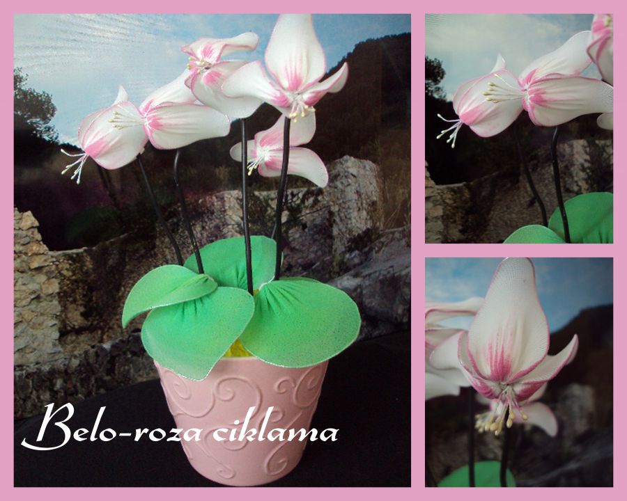Belo roza ciklama - foto povečava