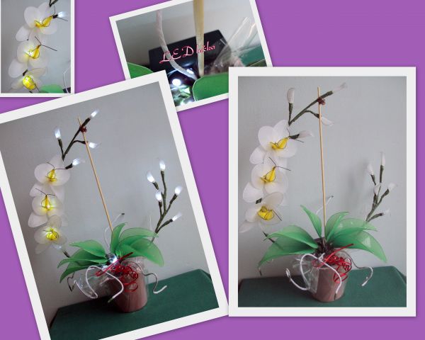 Orhideja Suzy - foto