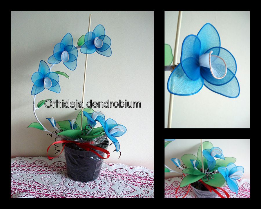 Orhideja dendrobium modra. - foto povečava