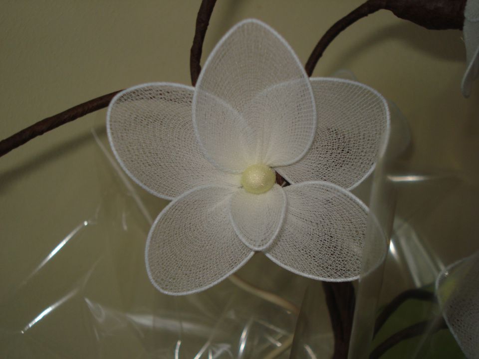 Orhideja a - foto povečava