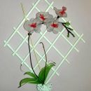 Orhideja rdeče - bela
