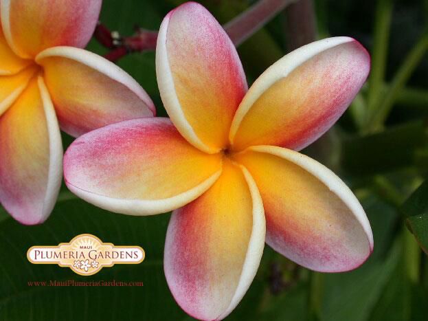 Plumerija, frangipani, plumeria