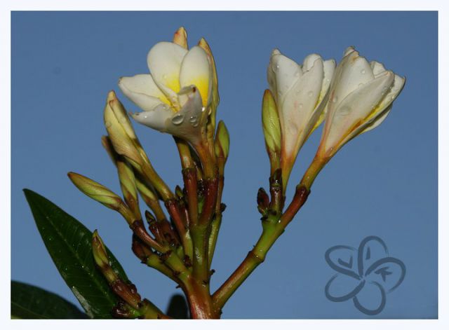 Plumerija, frangipani, plumeria