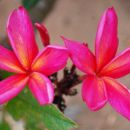 plumerija, frangipani, plumeria