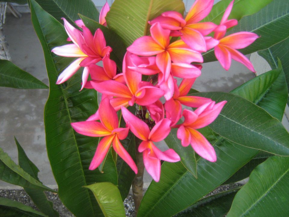 plumerija, frangipani, plumeria