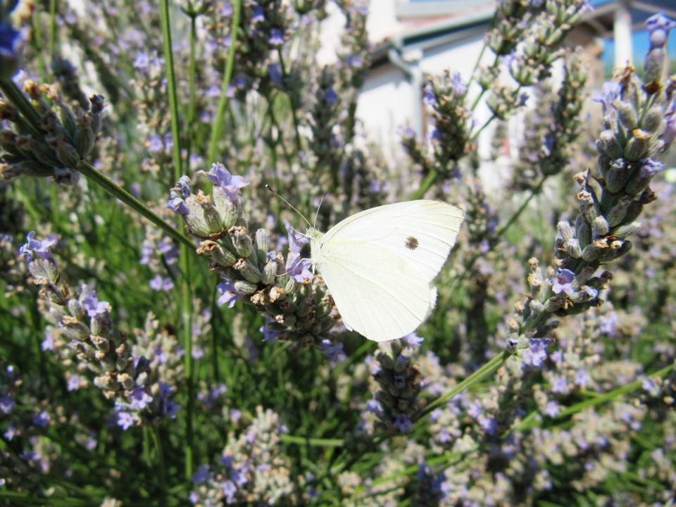 NARAVA - foto povečava