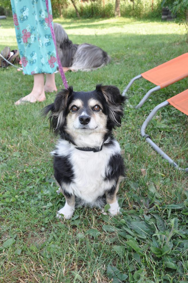 Piknik Azilašev 13.junij.2015 - foto povečava