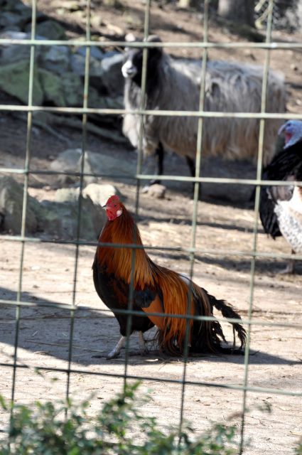 Azilaši na obisku v Zoo Parku Rožman :) - foto