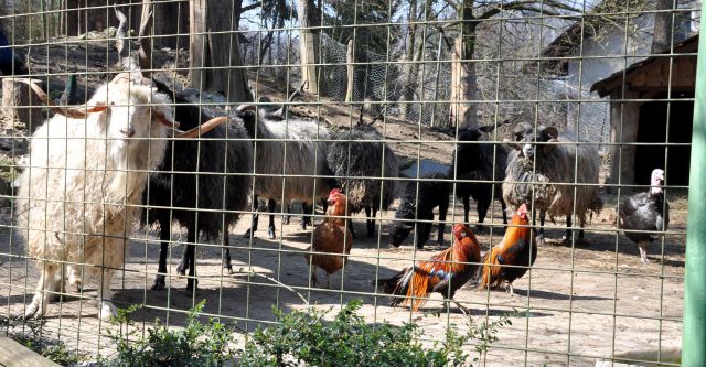 Azilaši na obisku v Zoo Parku Rožman :) - foto