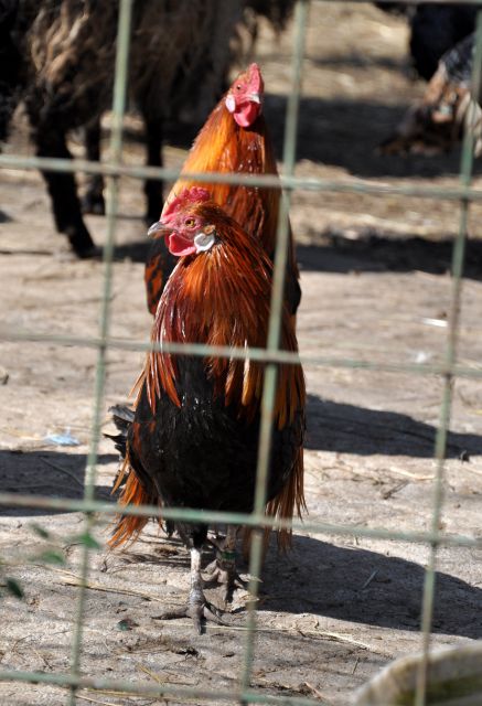 Azilaši na obisku v Zoo Parku Rožman :) - foto