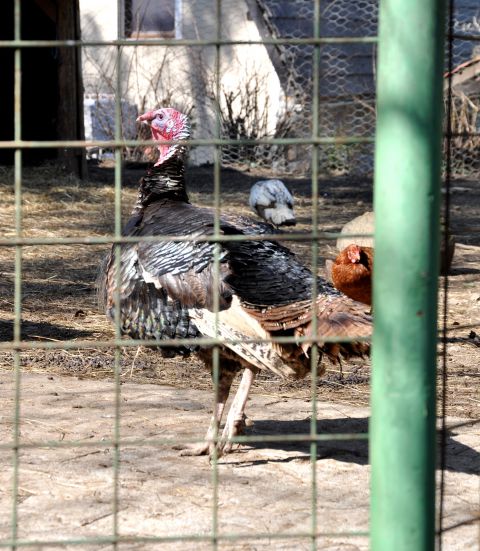 Azilaši na obisku v Zoo Parku Rožman :) - foto