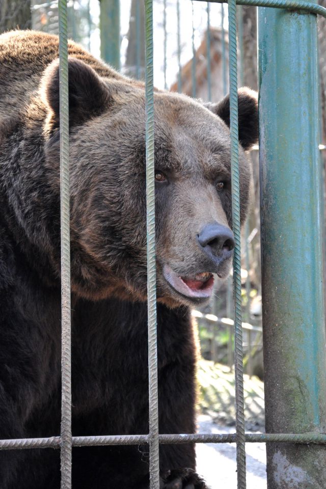 Azilaši na obisku v Zoo Parku Rožman :) - foto povečava