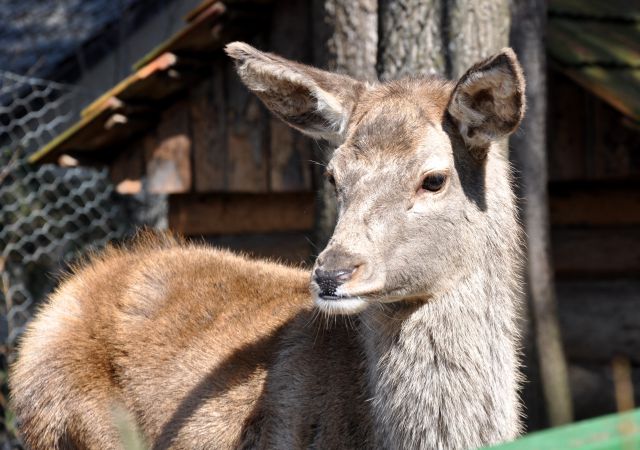 Azilaši na obisku v Zoo Parku Rožman :) - foto