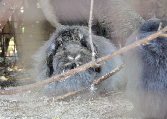 Azilaši na obisku v Zoo Parku Rožman :) - foto