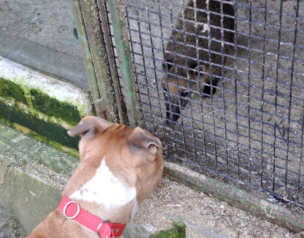 Azilaši na obisku v Zoo Parku Rožman :) - foto