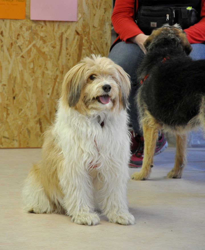 Azilaši v puppylandu :) - foto povečava