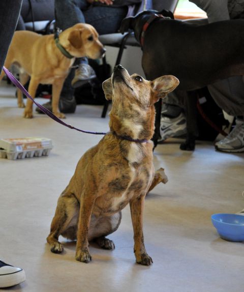 Azilaši v puppylandu :) - foto