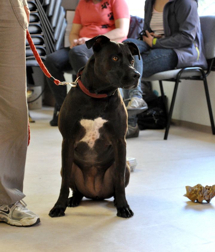 Azilaši v puppylandu :) - foto povečava