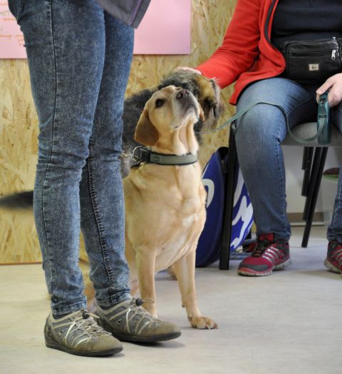 Azilaši v puppylandu :) - foto