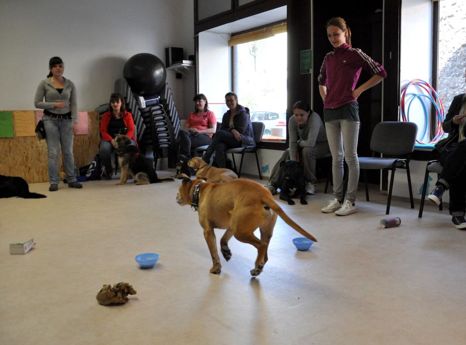 Azilaši v puppylandu :) - foto povečava