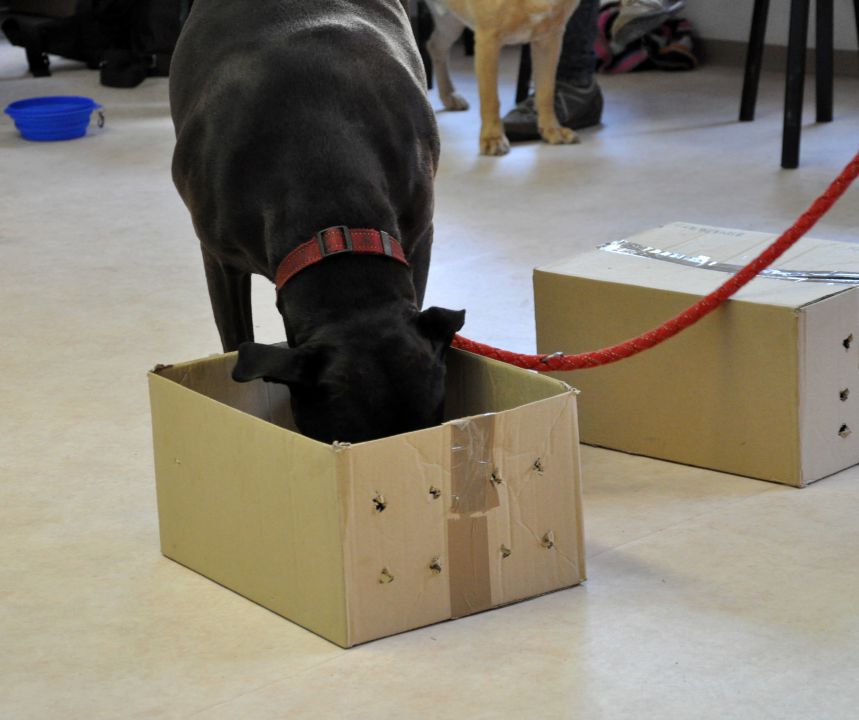 Azilaši v puppylandu :) - foto povečava