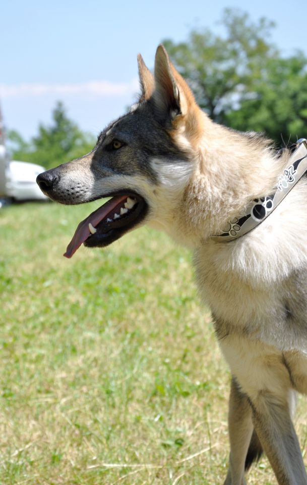 Louski Siminar na Krasu :) - foto povečava