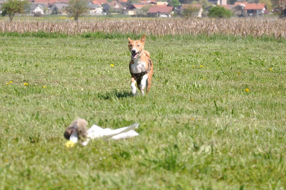 Lure Coursing Škofljica, 21.April.2018 - foto povečava