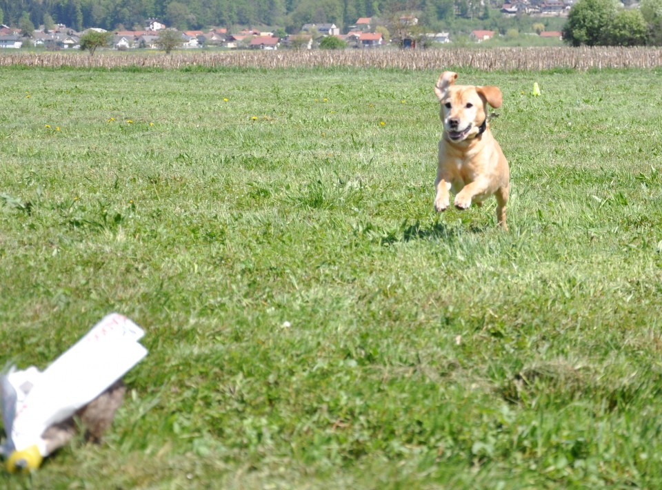 Lure Coursing Škofljica, 21.April.2018 - foto povečava