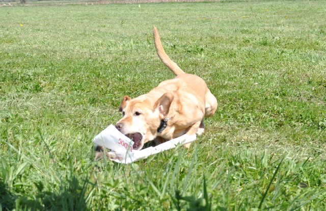 Lure Coursing Škofljica, 21.April.2018 - foto