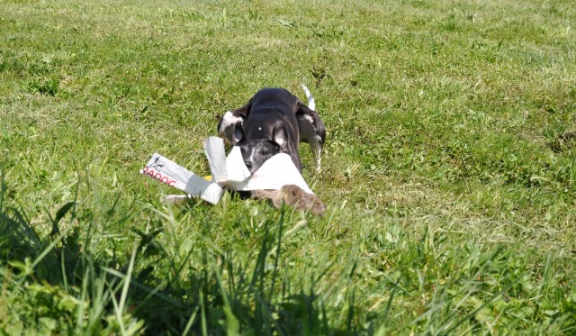 Lure Coursing Škofljica, 21.April.2018 - foto